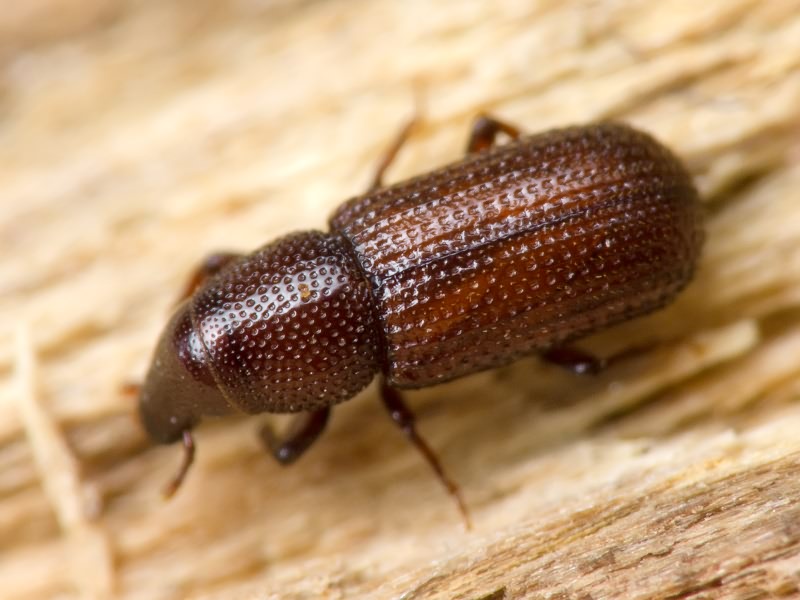 Stereocorynes truncorum (Germar, 1824)